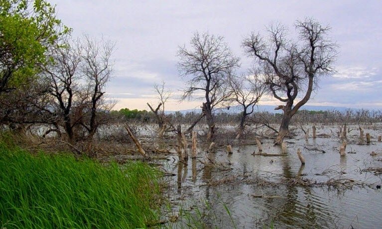 Badai-Tugai Nature Reserve, Bukhara Region, Uzbekistan